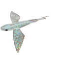 Clear Flying Fish with Flecks - Condition:New. 8.