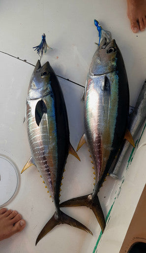 Spreader Bar with FlapZ and Squid - Condition:New / Flapz / flying fish. A premium spreader bar that mixes quality components with proven, effective teaser baits.