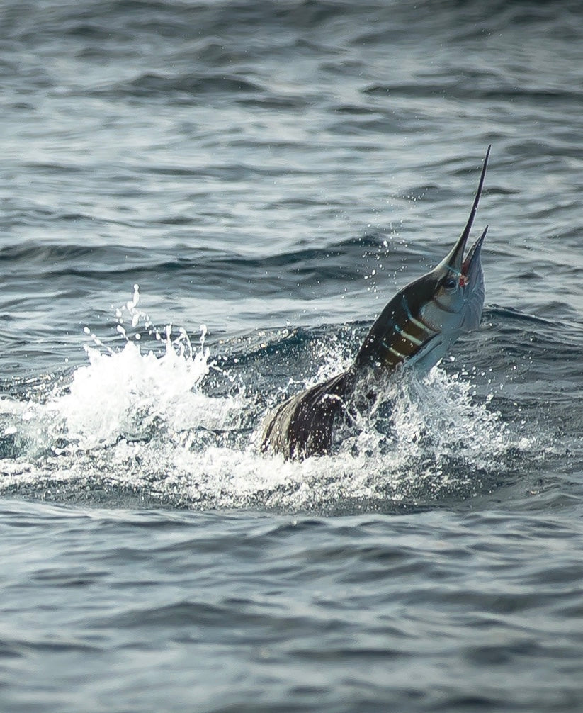 Mahi Mahi Lures – Fish Razr