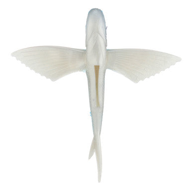 Flying Fish - Condition:New / Dredge Fishing / Fish Razor. One piece, soft plastic flying fish that can be used as a trolling lure, kite bait or as a teaser bait.
